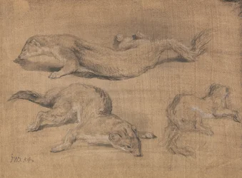 Furetti